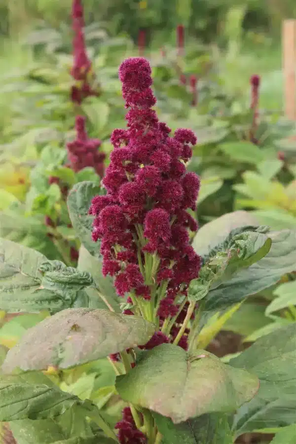 Amaranthus cruentus Elephant's Head (Fat Spike) - Afbeelding 2