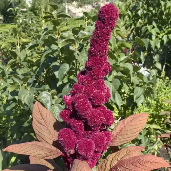 Amaranthus cruentus Elephant's Head (Fat Spike) - Afbeelding 3