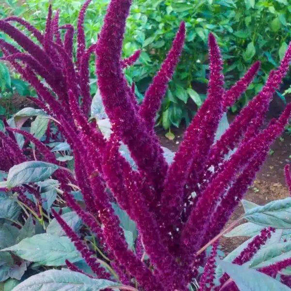 Amaranthus cruentus Oeschberg - малюнак 2