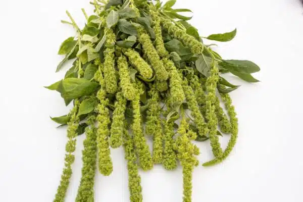 Amaranthus cruentus Torre Verde QIS® - Imagen 2