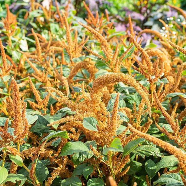 Amaranthus cruentus Bisquits chauds - Image 3