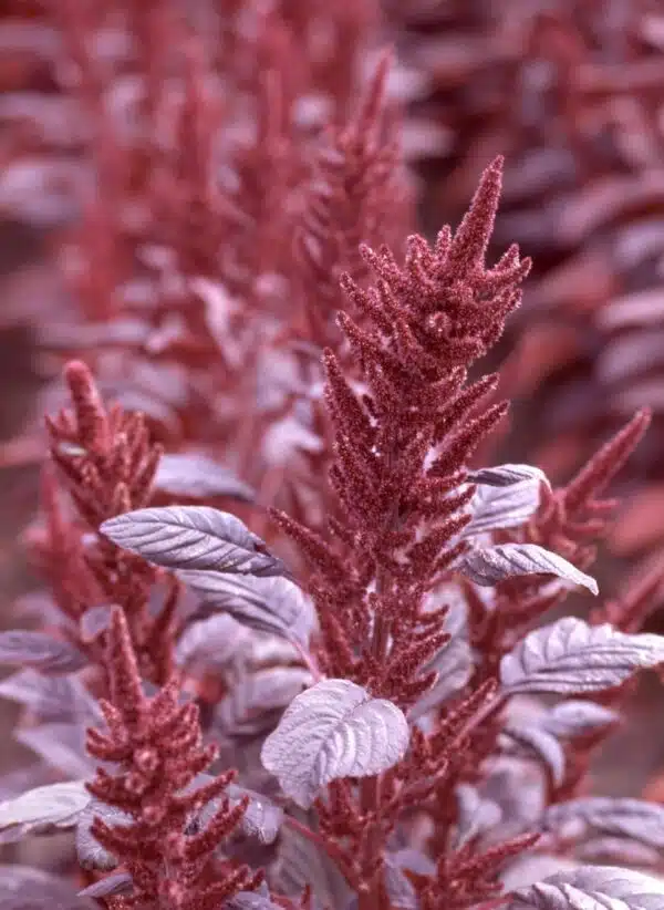 Amaranthus cruentus Samtvorhänge – Bild 3