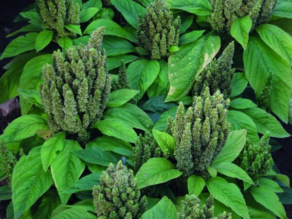 Amaranthus hypochondriacus Green Thumb - Afbeelding 2