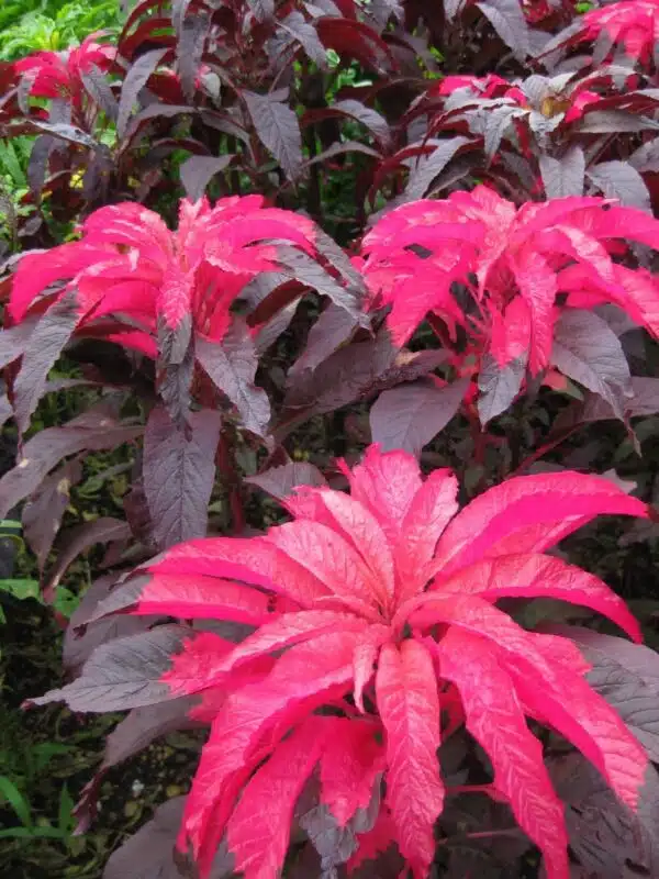Amaranthus tricolor Early Splendor