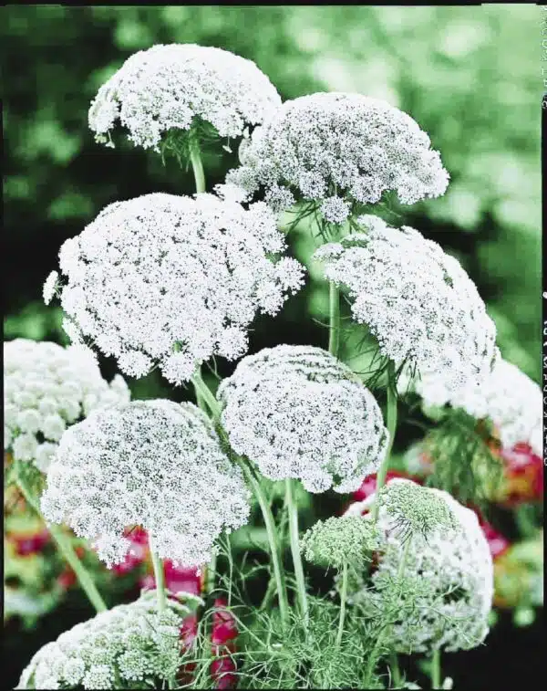 Ammi majus Graceland