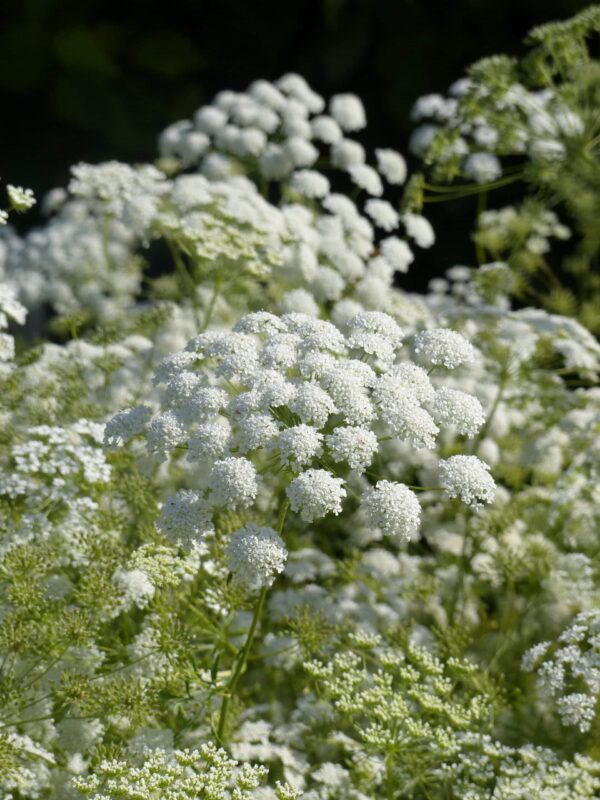 Ammi majus QIS® Queen of Africa