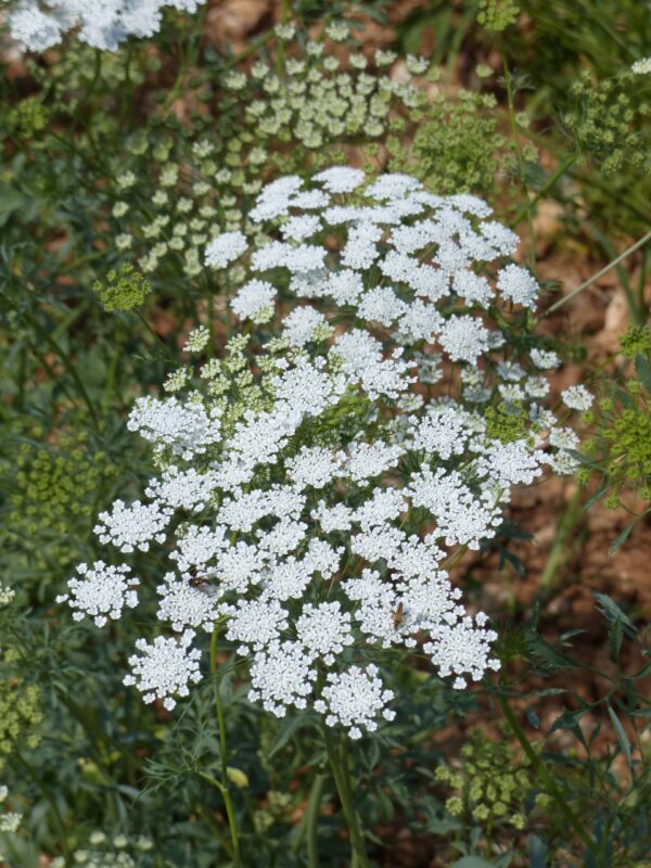 Ammi majus QIS® Queen of Africa - Afbeelding 4