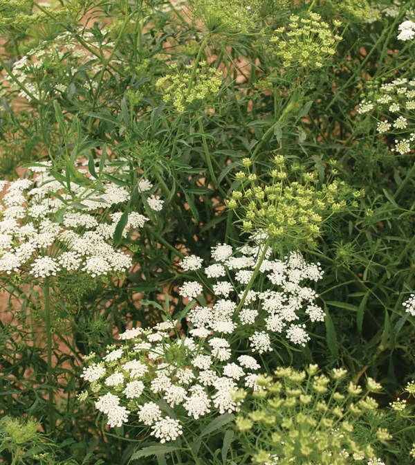 Ammi majus QIS® Queen of Africa - Afbeelding 3