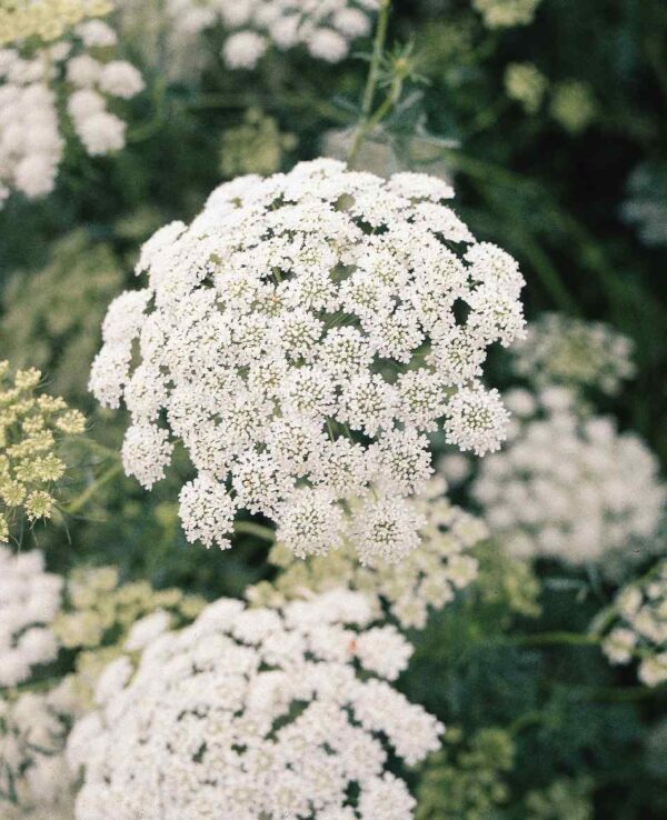 Ammi majus QIS® Queen of Africa - Afbeelding 2