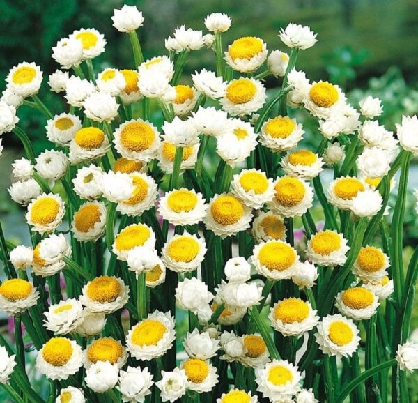 Ammobium alatum Grandiflorum