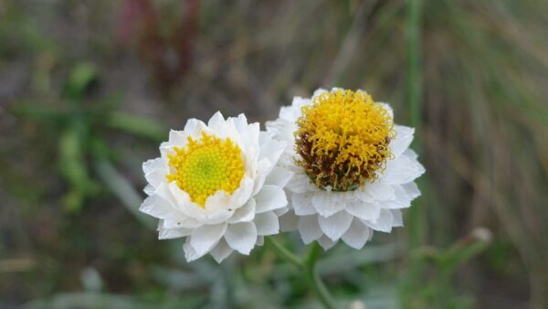 Ammobium alatum Grandiflorum - Afbeelding 4