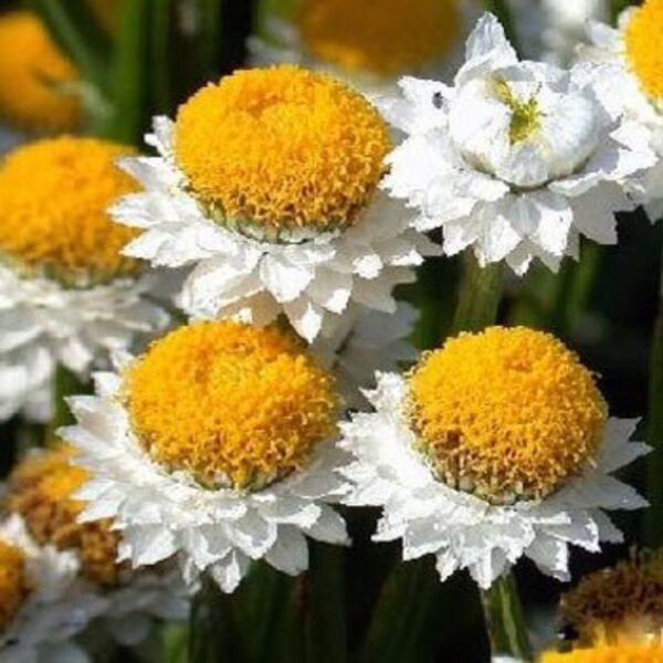 Ammobium alatum Grandiflorum - Afbeelding 2