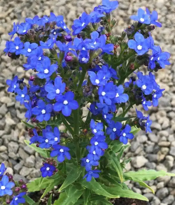 Anchusa capensis Blue Angel - Image 2