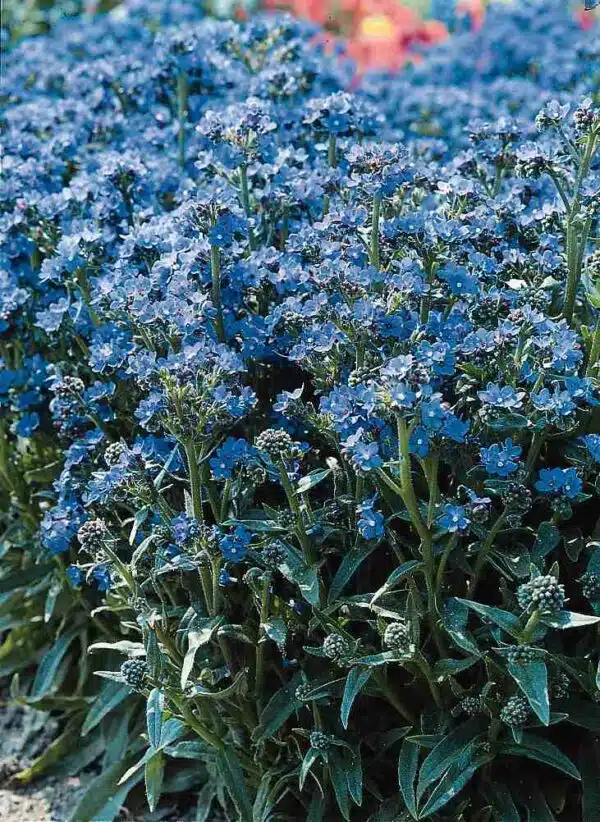 Anchusa capensis Ange bleu