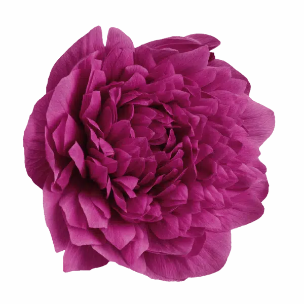 Anemone coronaria Levante® Fuchsia