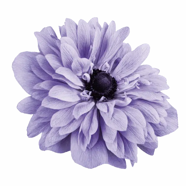Anémone coronaria Levante® Bleu Céleste