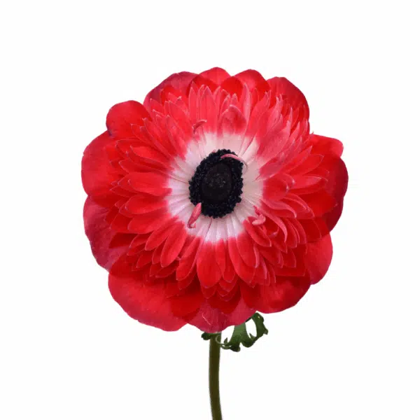 Anemone coronaria Levante® Red - Bild 2