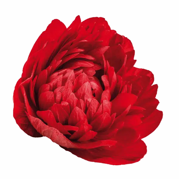 Anemone coronaria Levante® Röd