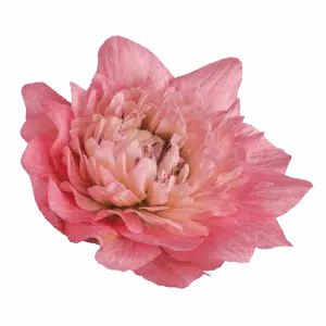 Anemone coronaria Levante® Rose