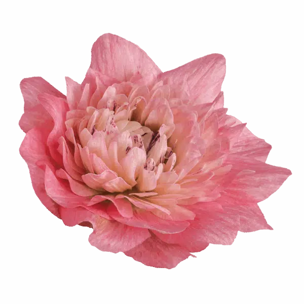 Anemone coronaria Levante® Rose