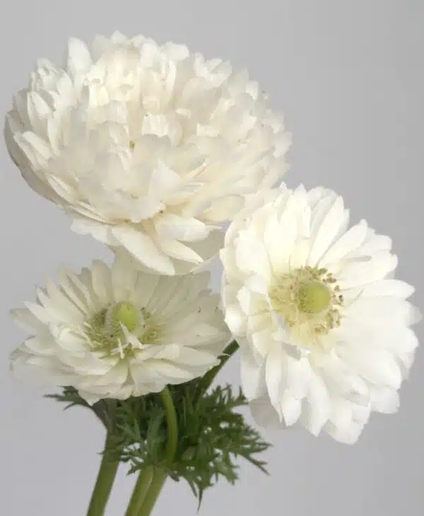 Anemone coronaria Levante® White - малюнак 2