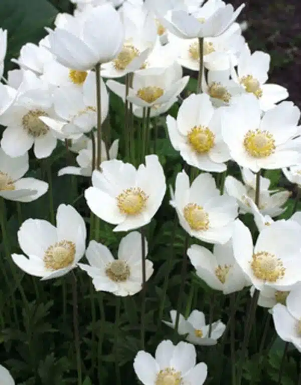 Anemone sylvestris Madonna