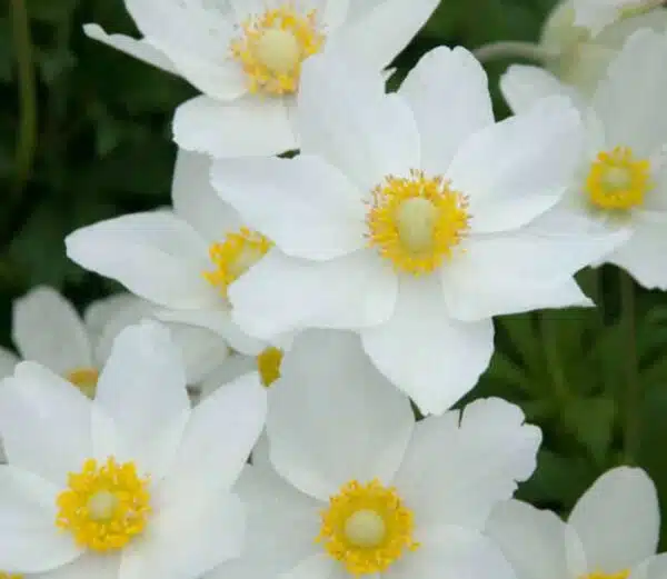Anemone sylvestris Madonna - Image 2