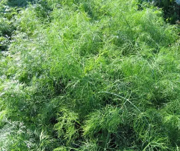 Anethum graveolens (Dill) Annette