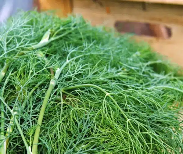 Anethum graveolens (Кроп) Дыназаўры