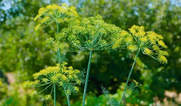 Anethum graveolens Vierling - Imagen 3