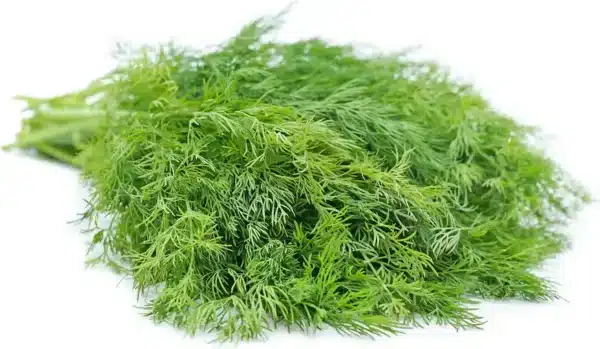 Anethum graveolens (Dill) - Bild 2