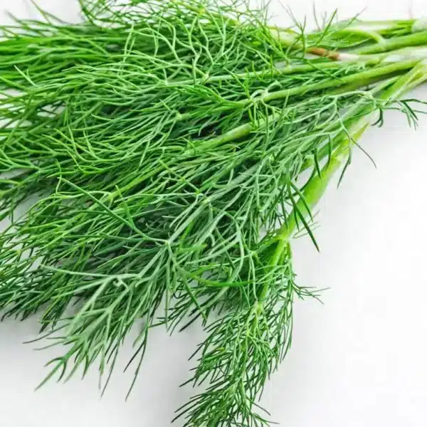 Anethum graveolens (Dill)