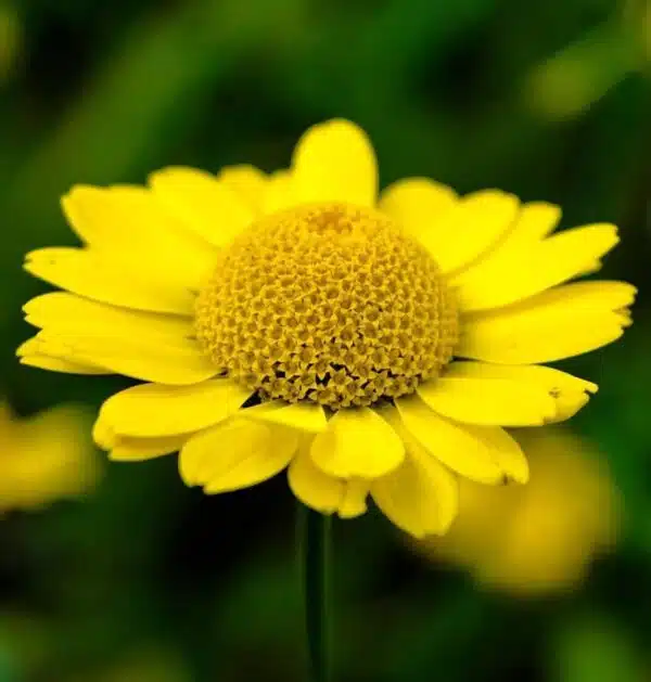 Anthemis tinctoria Kelwayi - Imagen 2