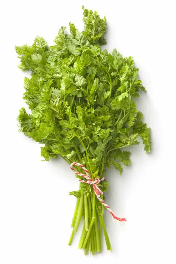 Anthriscus cerefolium (Chervil) - Image 2
