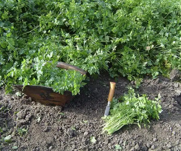 Anthriscus cerefolium (Chervil) - Image 3