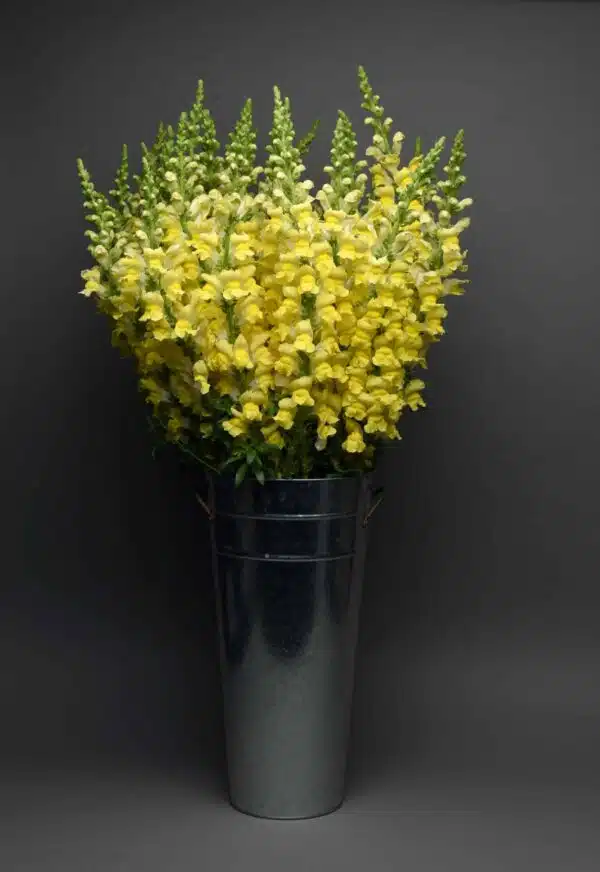 Antirrhinum majus Maryland Yellow - Bild 2