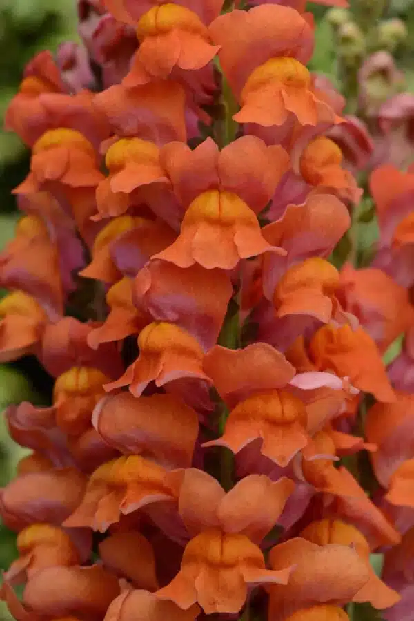Antirrhinum majus Maryland Dark Orange