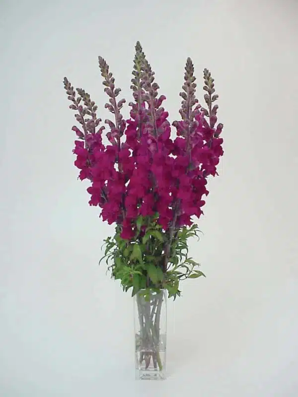 Antirrhinum majus Maryland Royal - Bild 2