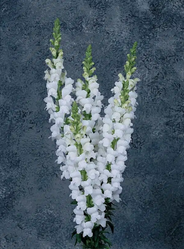 Antirrhinum majus Maryland White - Bild 2