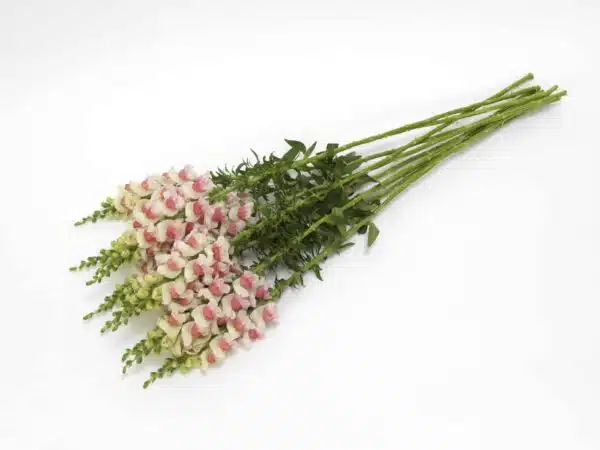 Antirrhinum majus Fleur de pommier Potomac™