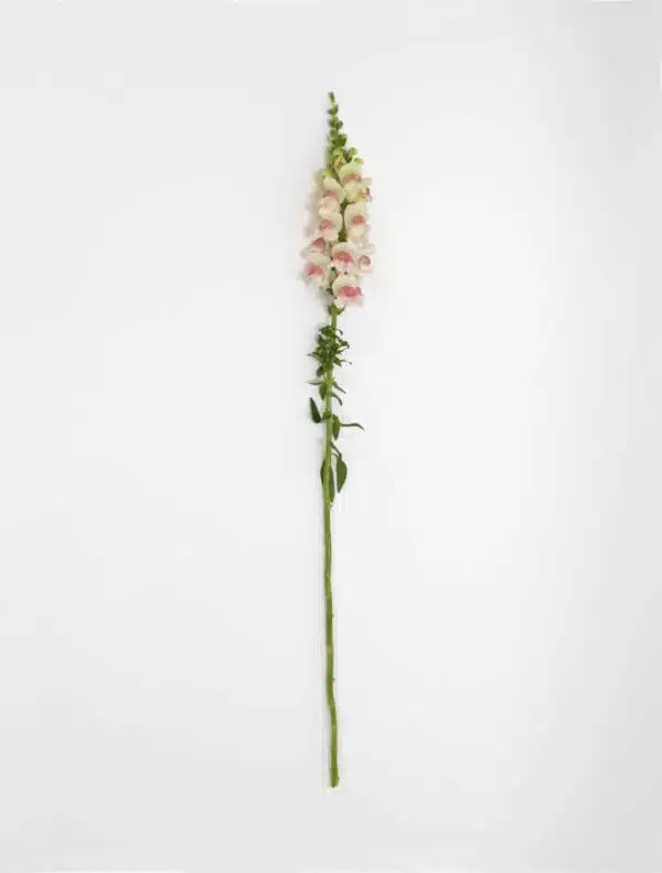 Antirrhinum majus Potomac™ Fleur de pommier - Image 3