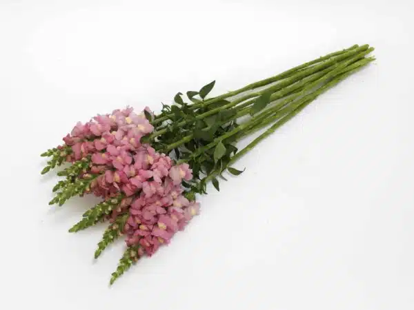 Antirrhinum majus Potomac™ Rosa