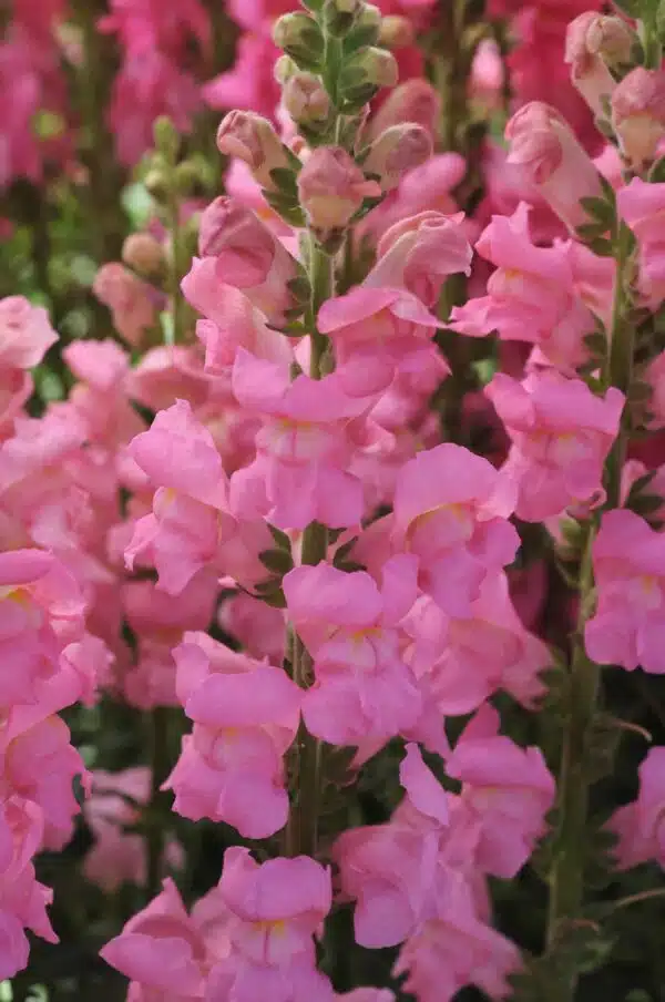Antirrhinum majus Potomac™ Rosa - Bild 3