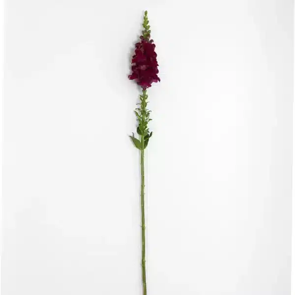 Antirrhinum majus Potomac™ Red - Afbeelding 4