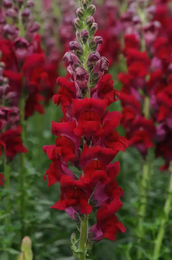 Antirrhinum majus Potomac™ Red - Afbeelding 3