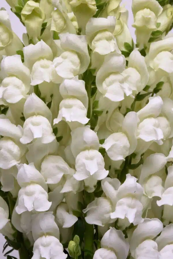Antirrhinum majus Potomac™ Blanc - Image 3