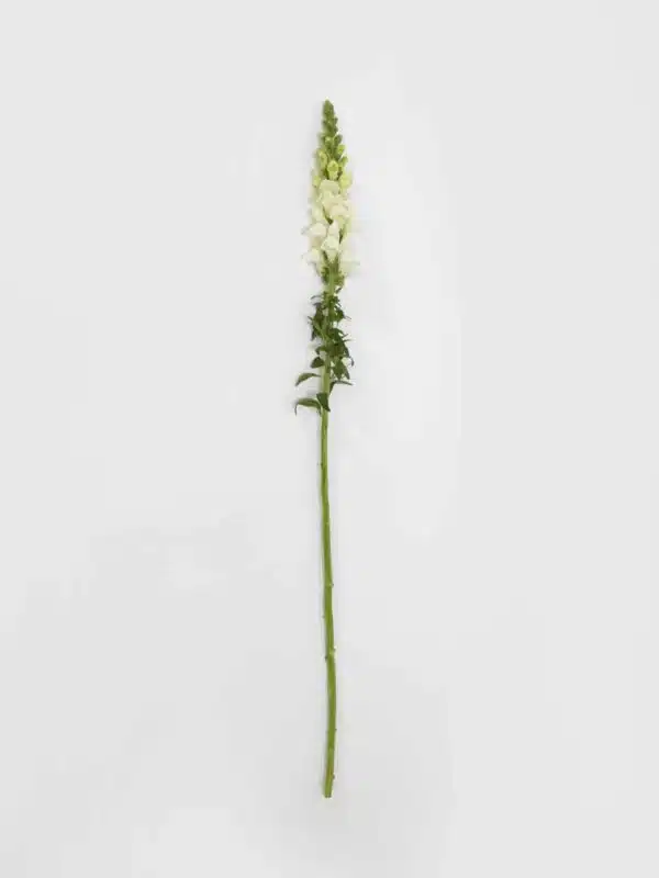 Antirrhinum majus Potomac™ Blanc - Image 4
