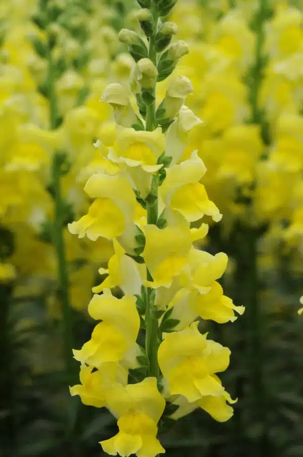 Antirrhinum majus Potomac™ Yellow - Immagine 3
