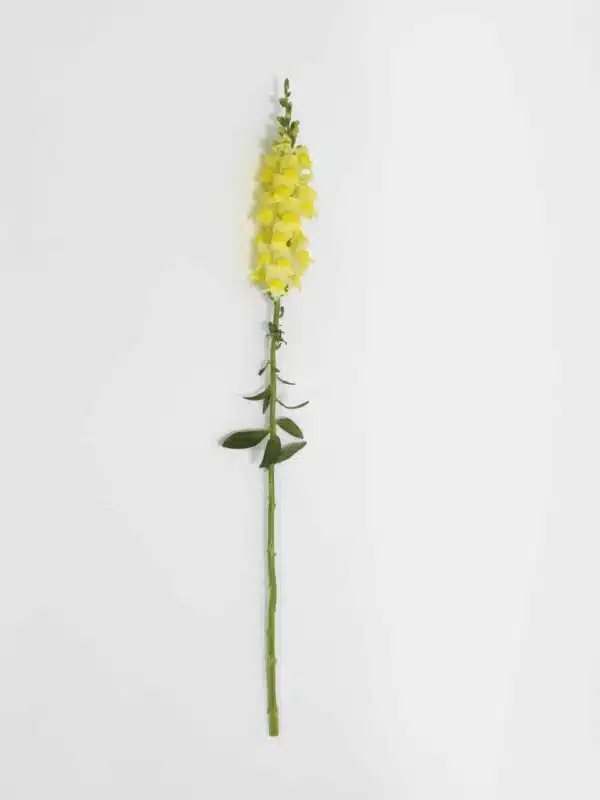 Antirrhinum majus Potomac™ Yellow - Immagine 4