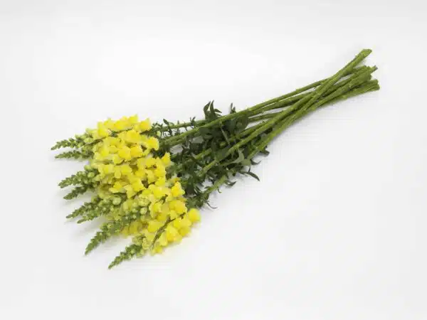 Antirrhinum majus Potomac™ Giallo